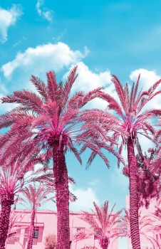 Mural non-woven pink palm trees Smita GVD24300 Good Vibes